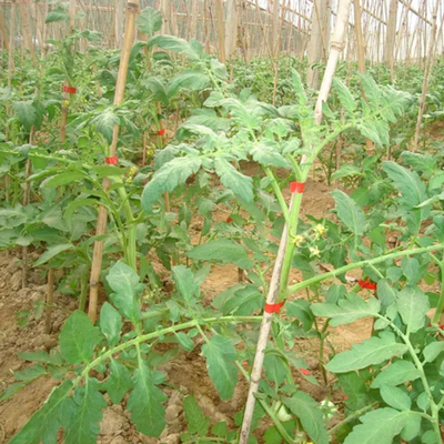 高效便捷的爬秧類作物捆綁解決方案——通用架秧捆綁機(jī)