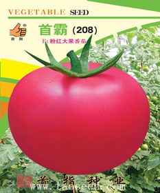 首霸208番茄 首指種業(yè)產(chǎn)品中心與電焊網(wǎng)的多維應(yīng)用