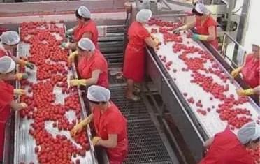 2020年農村創業新機遇 探索勾花網的致富之路