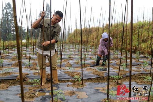 跟著領(lǐng)頭雁，勾花網(wǎng)鋪就致富路