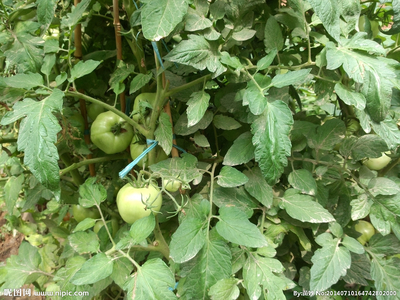 番茄架 田園詩畫中的生命脈絡